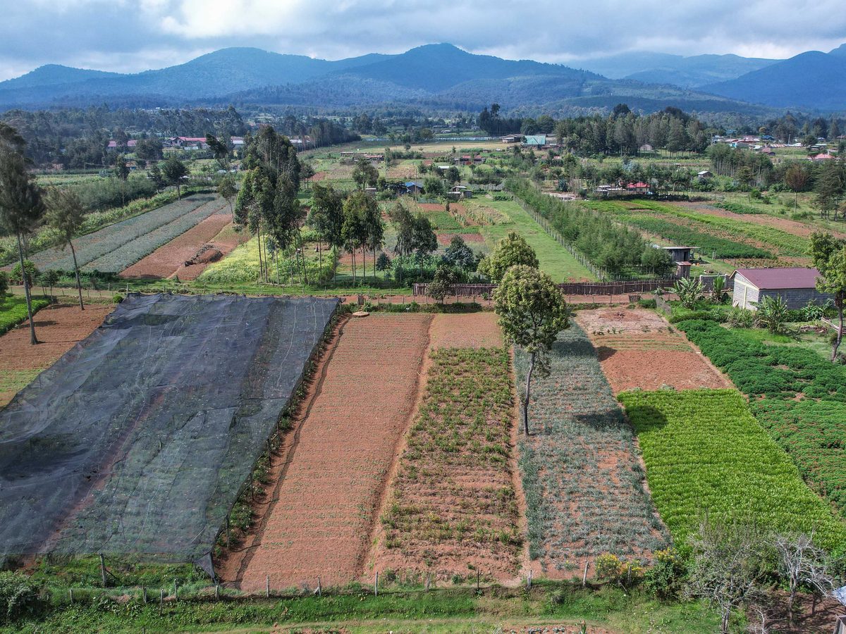 Map of the two farms in Kenya