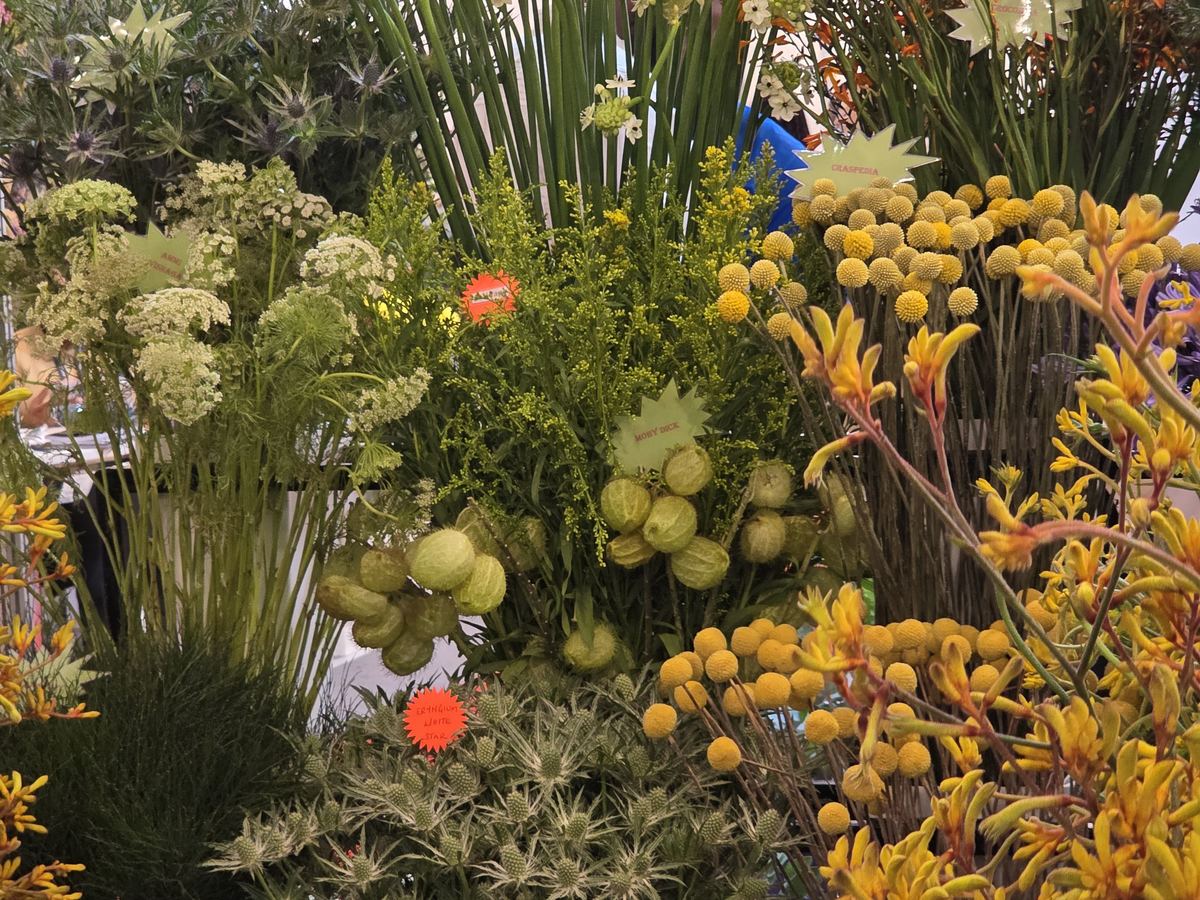 Freshly cut Chalvin summer flowers on display